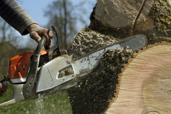 tree removal fairfax va