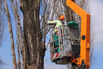 tree services fairfax va