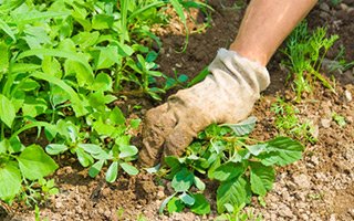 lawn weed control